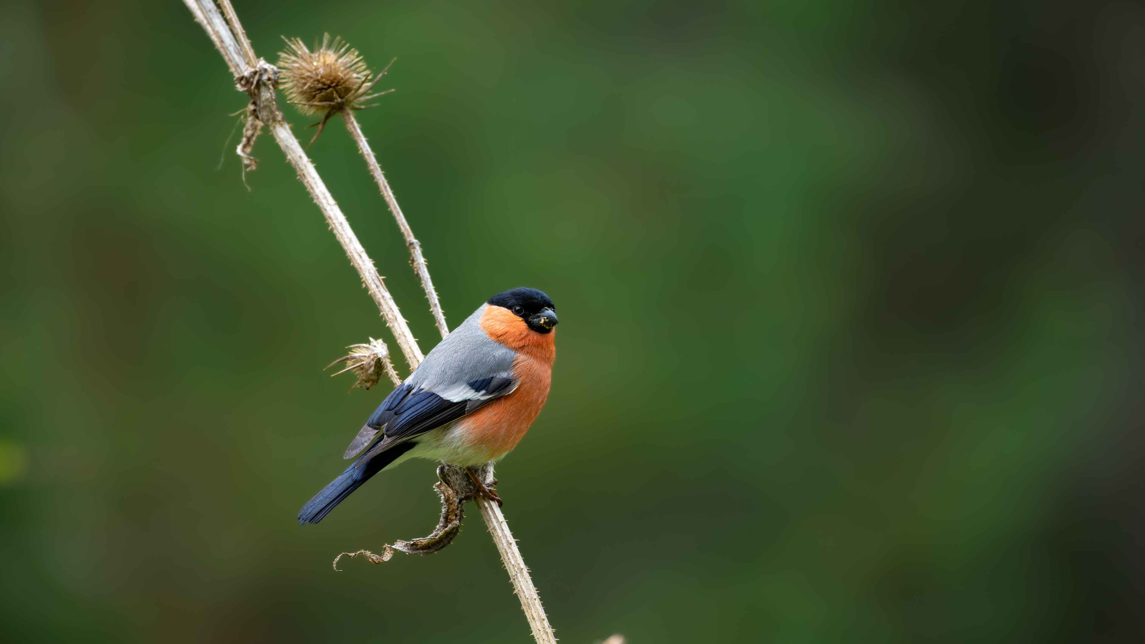 Eurasian Bullfinch